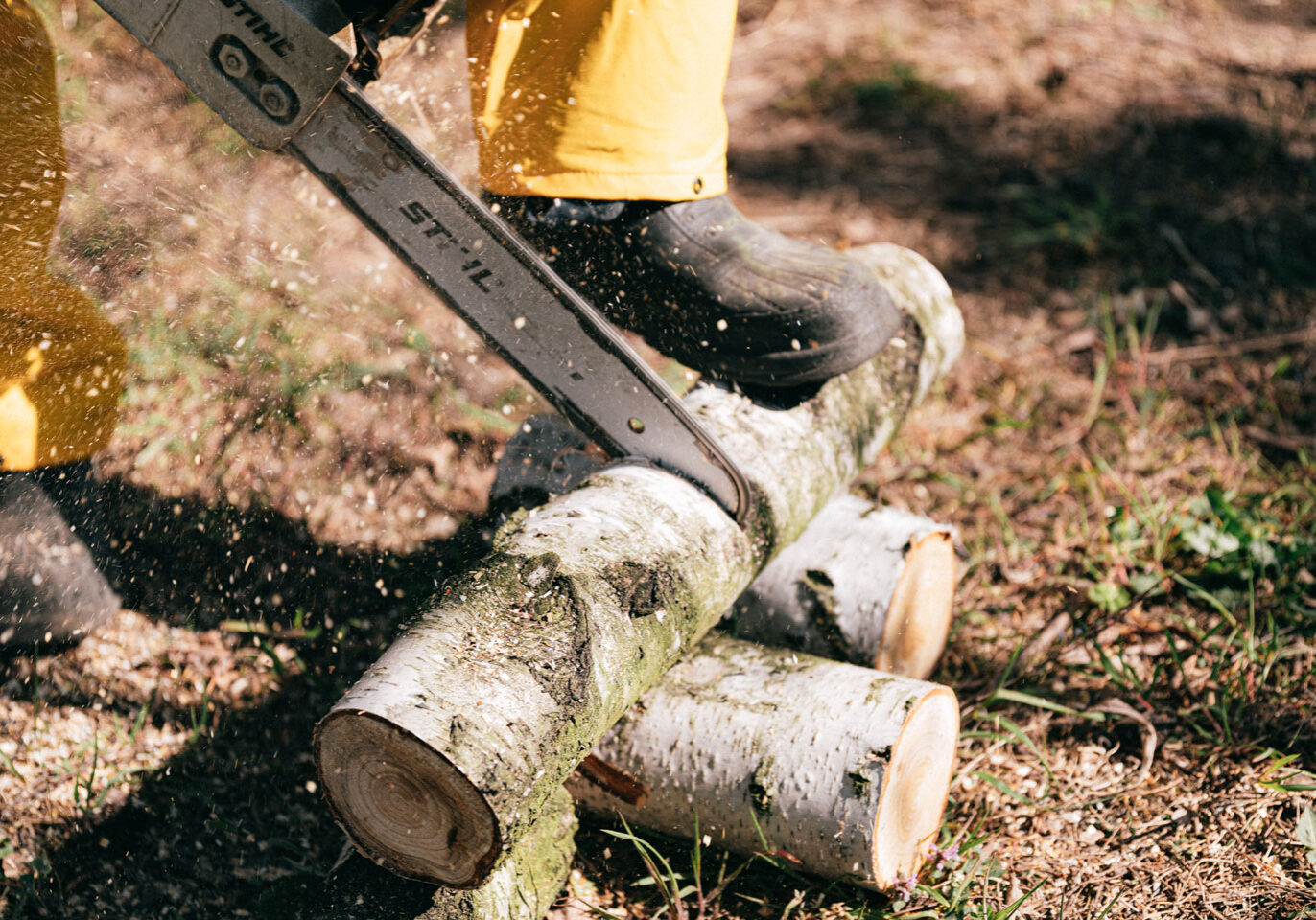 Worker Clearing Fallen Trees With Chainsaw Worker Clearing Fallen Trees With Chainsaw